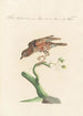 Ornithologia methodice digesta Pl275 - Saverio Manetti — vy av konstverket