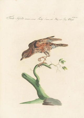 Saverio Manetti - Ornithologia methodice digesta Pl275.webp
