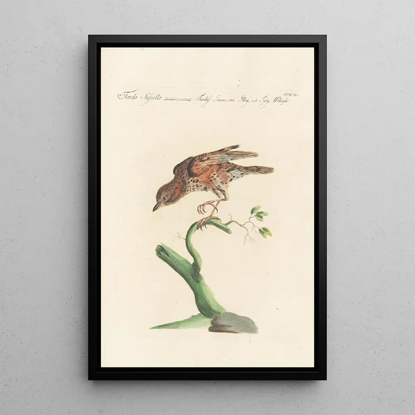 Ornithologia methodice digesta Pl275 - Saverio Manetti — inramlat konstverk på väggen