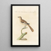Ornithologia methodice digesta Pl280 - Saverio Manetti — inramlat konstverk på väggen