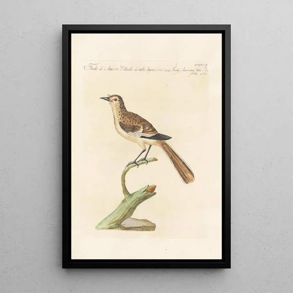 Ornithologia methodice digesta Pl280 - Saverio Manetti — inramlat konstverk på väggen