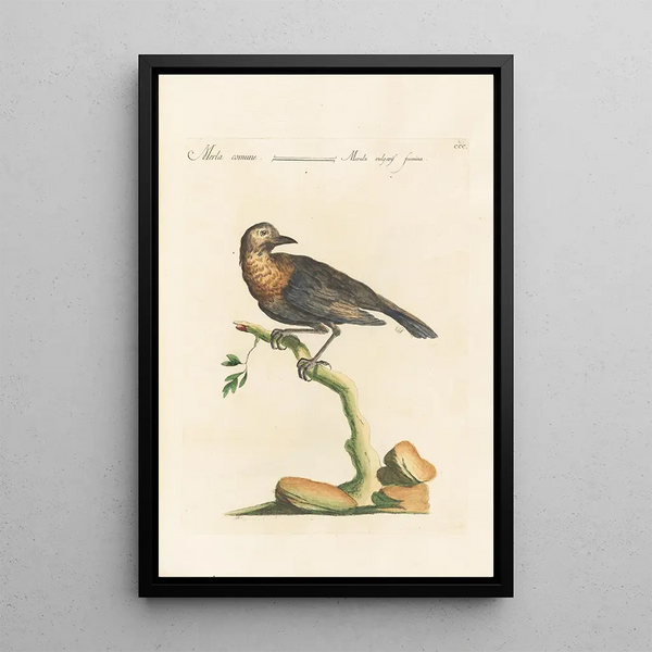 Ornithologia methodice digesta Pl282 - Saverio Manetti — inramlat konstverk på väggen