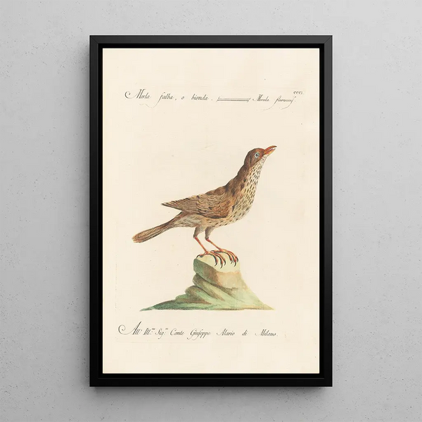 Ornithologia methodice digesta Pl283 - Saverio Manetti — inramlat konstverk på väggen