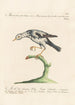 Ornithologia methodice digesta Pl284 - Saverio Manetti — vy av konstverket
