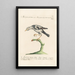Ornithologia methodice digesta Pl284 - Saverio Manetti — inramlat konstverk på väggen