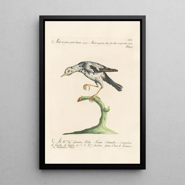 Ornithologia methodice digesta Pl284 - Saverio Manetti — inramlat konstverk på väggen