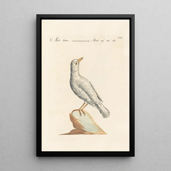 Ornithologia methodice digesta Pl285 - Saverio Manetti — inramlat konstverk på väggen