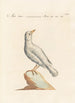 Ornithologia methodice digesta Pl285 - Saverio Manetti — vy av konstverket