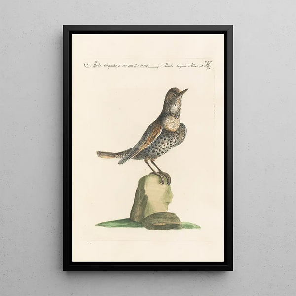 Ornithologia methodice digesta Pl286 - Saverio Manetti — inramlat konstverk på väggen