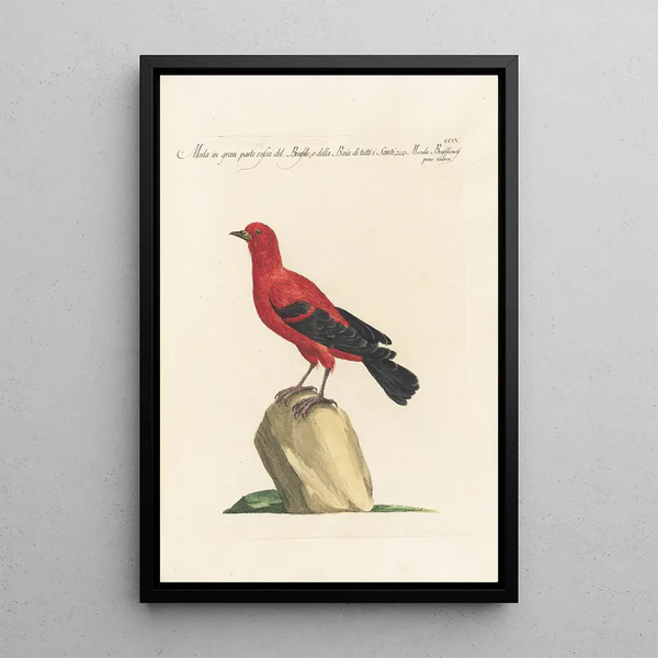 Ornithologia methodice digesta Pl287 - Saverio Manetti — inramlat konstverk på väggen