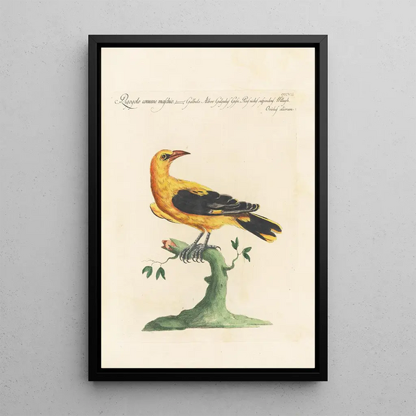 Ornithologia methodice digesta Pl289 - Saverio Manetti — inramlat konstverk på väggen