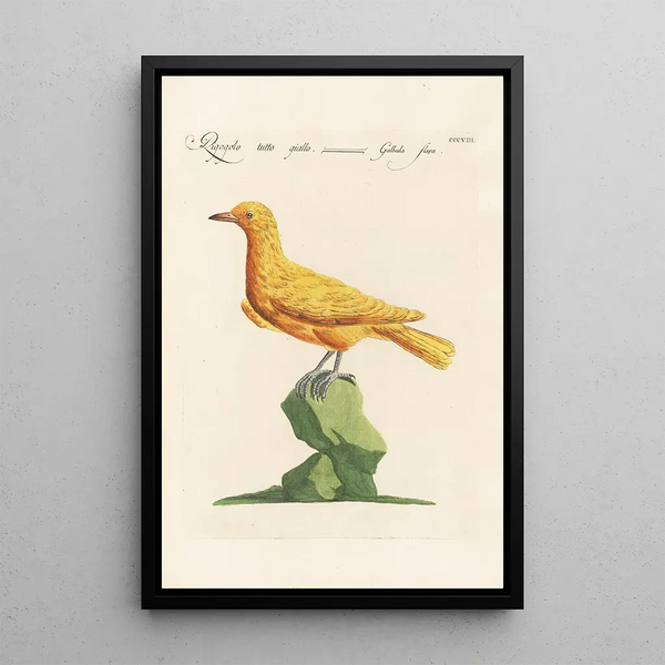 Ornithologia methodice digesta Pl290 - Saverio Manetti — inramlat konstverk på väggen