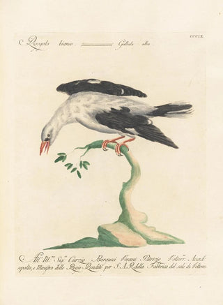 Saverio Manetti - Ornithologia methodice digesta Pl291.webp