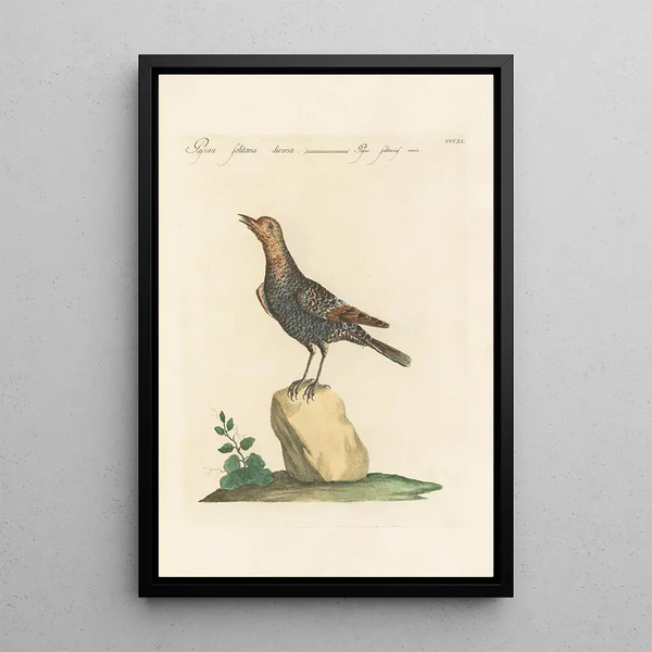 Ornithologia methodice digesta Pl293 - Saverio Manetti — inramlat konstverk på väggen