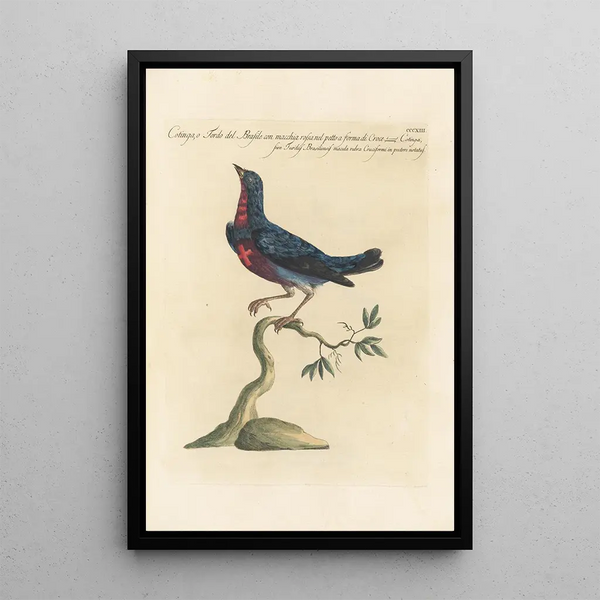 Ornithologia methodice digesta Pl295 - Saverio Manetti — inramlat konstverk på väggen