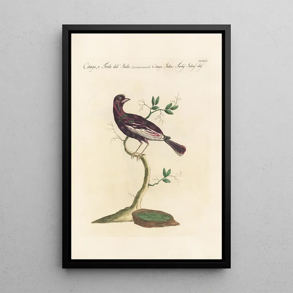 Ornithologia methodice digesta Pl296 - Saverio Manetti — inramlat konstverk på väggen