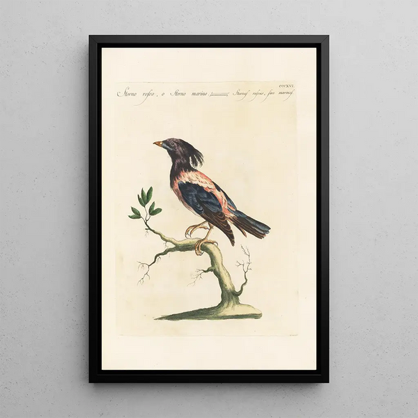 Ornithologia methodice digesta Pl298 - Saverio Manetti — inramlat konstverk på väggen