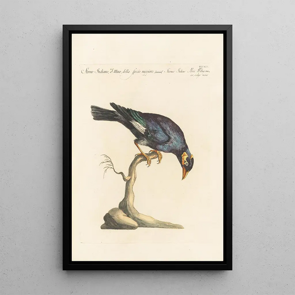 Ornithologia methodice digesta Pl301 - Saverio Manetti — inramlat konstverk på väggen