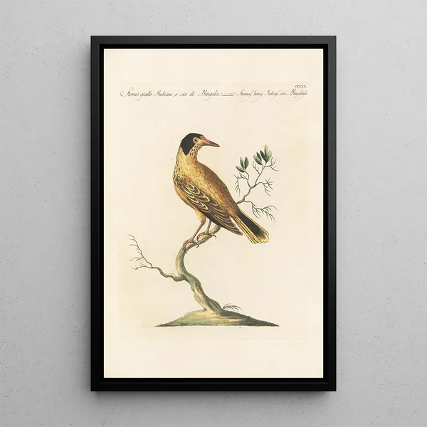 Ornithologia methodice digesta Pl302 - Saverio Manetti — inramlat konstverk på väggen