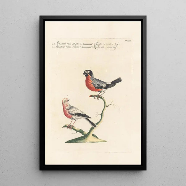 Ornithologia methodice digesta Pl304 - Saverio Manetti — inramlat konstverk på väggen