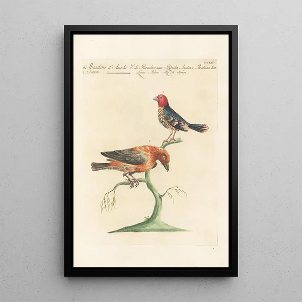 Ornithologia methodice digesta Pl306 - Saverio Manetti — inramlat konstverk på väggen