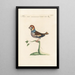 Ornithologia methodice digesta Pl307 - Saverio Manetti — inramlat konstverk på väggen