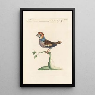 Saverio Manetti - Ornithologia methodice digesta Pl307.webp