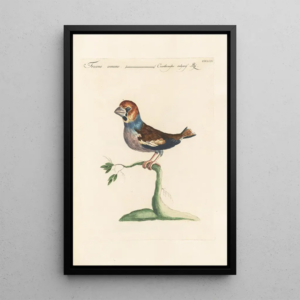 Ornithologia methodice digesta Pl307 - Saverio Manetti — inramlat konstverk på väggen