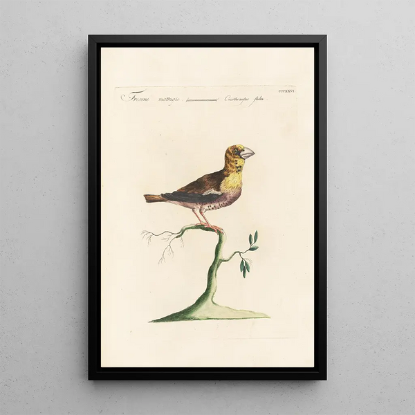 Ornithologia methodice digesta Pl308 - Saverio Manetti — inramlat konstverk på väggen