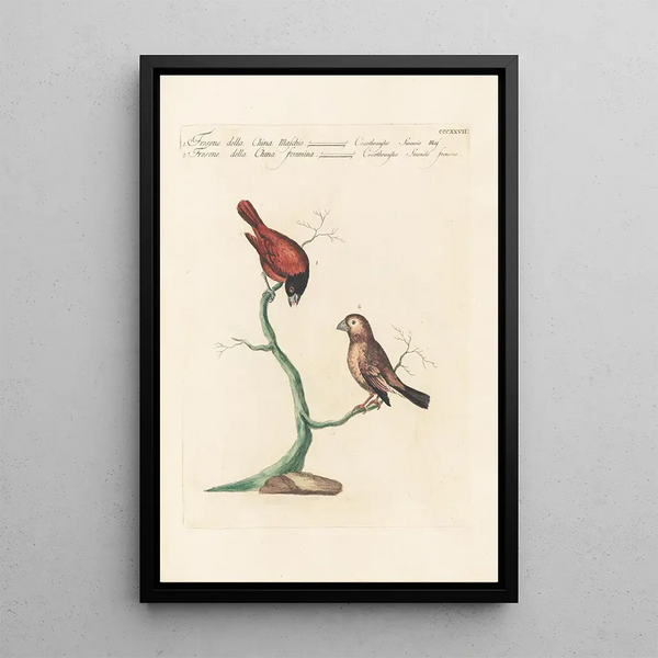 Ornithologia methodice digesta Pl309 - Saverio Manetti — inramlat konstverk på väggen