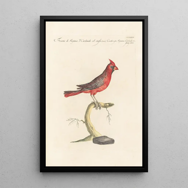 Ornithologia methodice digesta Pl311 - Saverio Manetti — inramlat konstverk på väggen