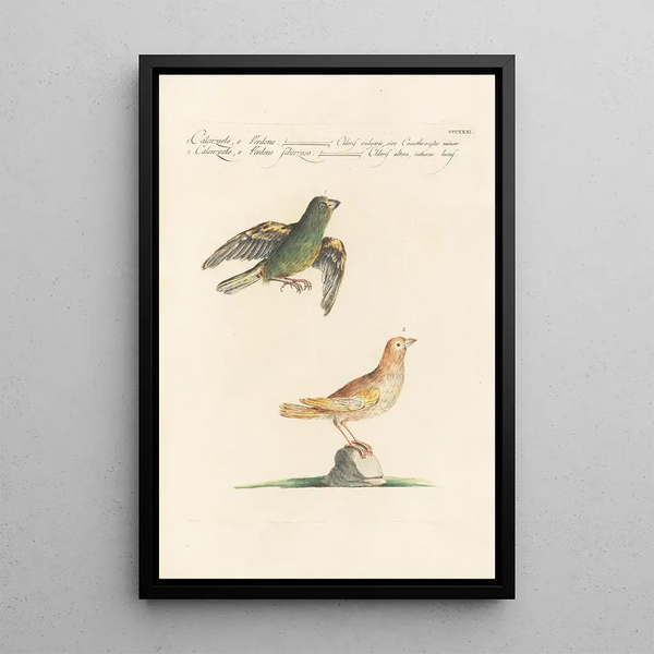 Ornithologia methodice digesta Pl313 - Saverio Manetti — inramlat konstverk på väggen