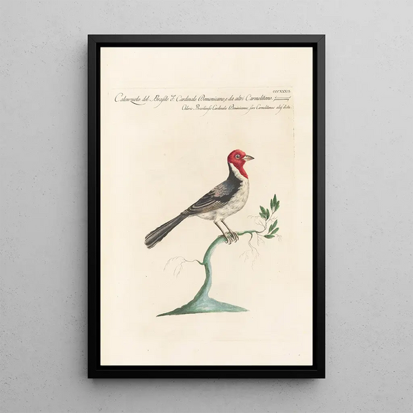 Ornithologia methodice digesta Pl314 - Saverio Manetti — inramlat konstverk på väggen