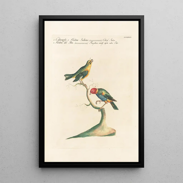 Ornithologia methodice digesta Pl315 - Saverio Manetti — inramlat konstverk på väggen