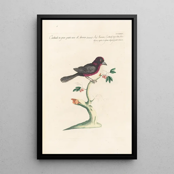 Ornithologia methodice digesta Pl316 - Saverio Manetti — inramlat konstverk på väggen