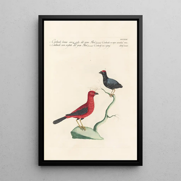 Ornithologia methodice digesta Pl317 - Saverio Manetti — inramlat konstverk på väggen