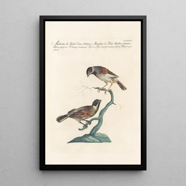 Ornithologia methodice digesta Pl318 - Saverio Manetti — inramlat konstverk på väggen