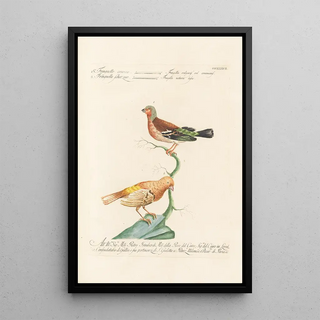 Saverio Manetti - Ornithologia methodice digesta Pl319.webp