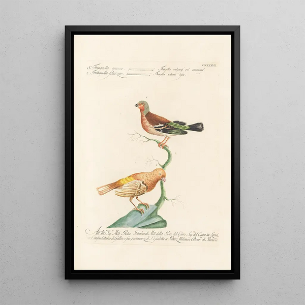 Ornithologia methodice digesta Pl319 - Saverio Manetti — inramlat konstverk på väggen