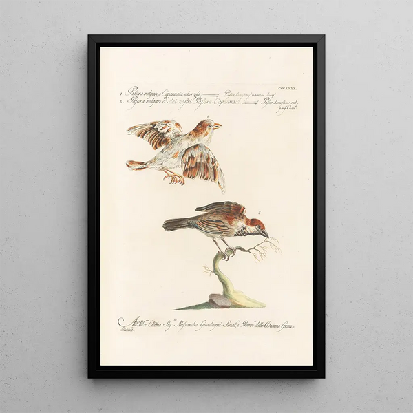 Ornithologia methodice digesta Pl322 - Saverio Manetti — inramlat konstverk på väggen