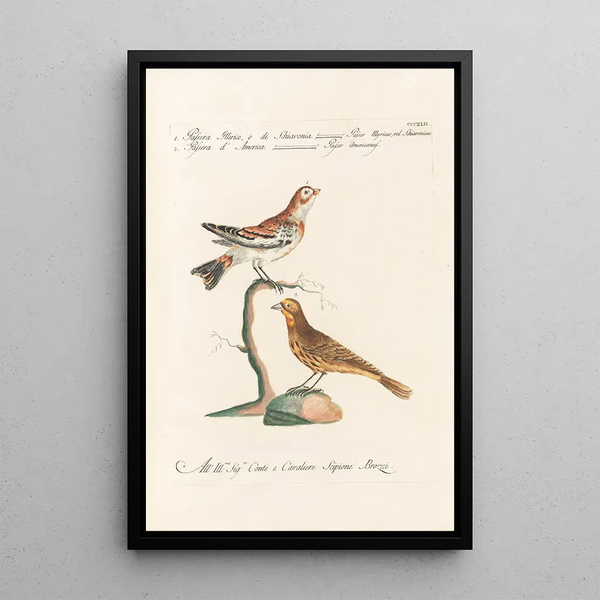Ornithologia methodice digesta Pl324 - Saverio Manetti — inramlat konstverk på väggen