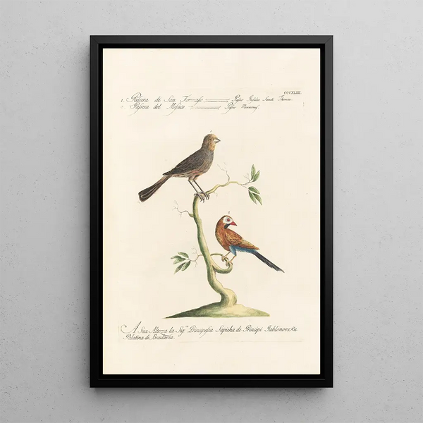 Ornithologia methodice digesta Pl325 - Saverio Manetti — inramlat konstverk på väggen