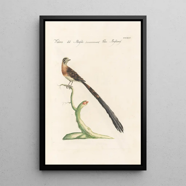 Ornithologia methodice digesta Pl327 - Saverio Manetti — inramlat konstverk på väggen