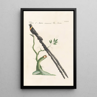 Saverio Manetti - Ornithologia methodice digesta Pl328.webp