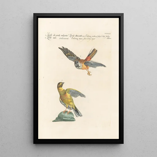 Ornithologia methodice digesta Pl331 - Saverio Manetti — inramlat konstverk på väggen