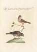 Ornithologia methodice digesta Pl332 - Saverio Manetti — vy av konstverket