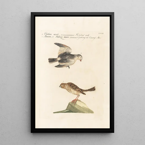 Ornithologia methodice digesta Pl334 - Saverio Manetti — inramlat konstverk på väggen