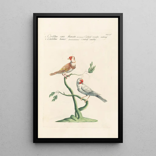 Ornithologia methodice digesta Pl336 - Saverio Manetti — inramlat konstverk på väggen