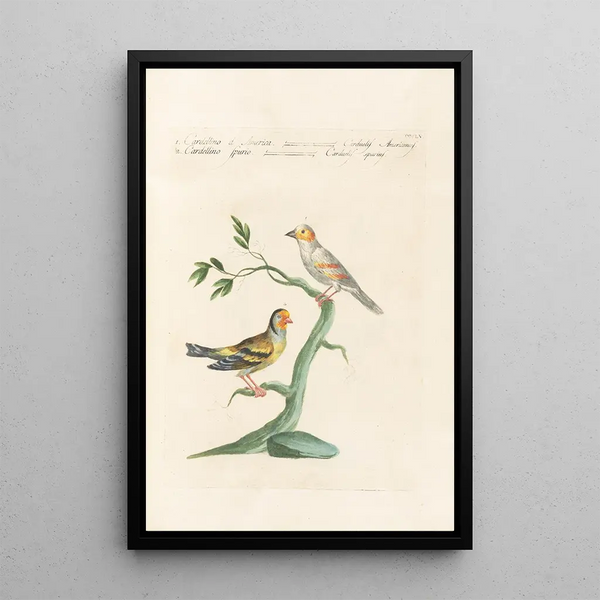 Ornithologia methodice digesta Pl337 - Saverio Manetti — inramlat konstverk på väggen