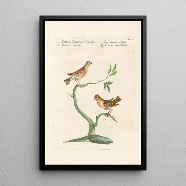 Ornithologia methodice digesta Pl338 - Saverio Manetti — inramlat konstverk på väggen